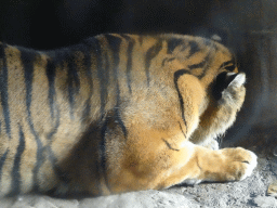 Sumatran Tiger at the Rimba Area of Burgers` Zoo