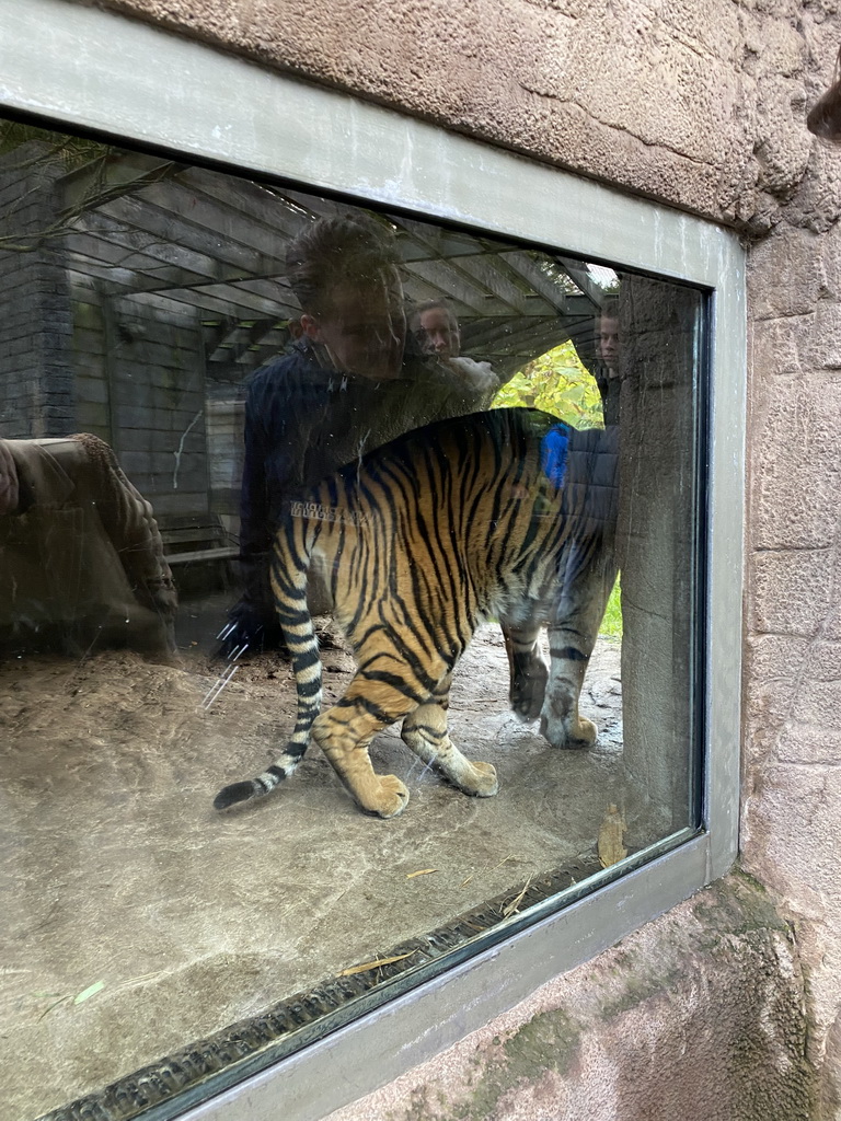 Sumatran Tiger at the Rimba Area of Burgers` Zoo