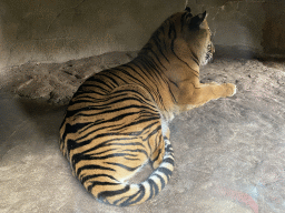 Sumatran Tiger at the Rimba Area of Burgers` Zoo