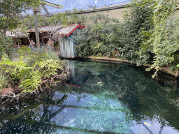 Caribbean Manatee at the Mangrove Hall of Burgers` Zoo