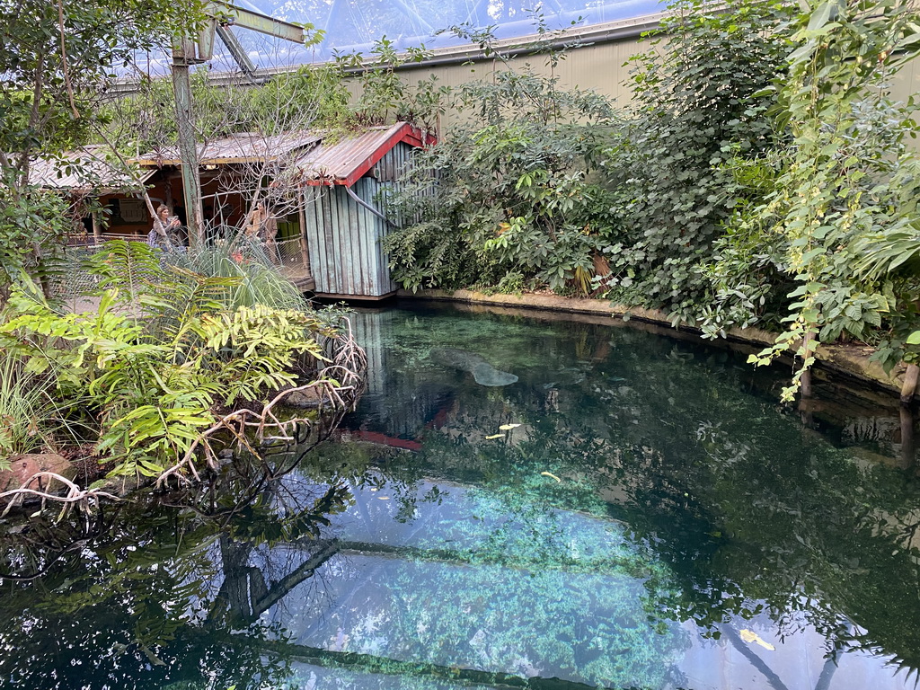 Caribbean Manatee at the Mangrove Hall of Burgers` Zoo