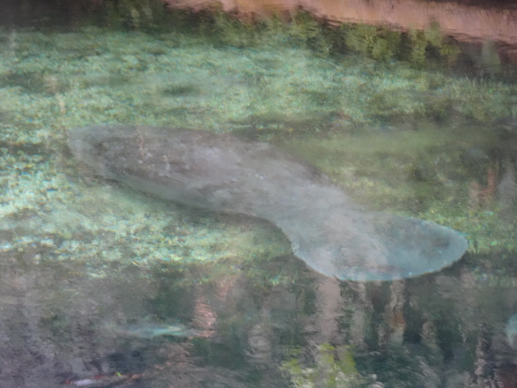 Caribbean Manatee at the Mangrove Hall of Burgers` Zoo