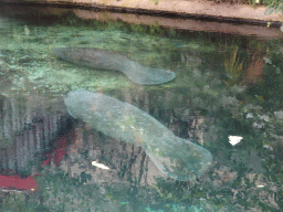 Caribbean Manatees at the Mangrove Hall of Burgers` Zoo