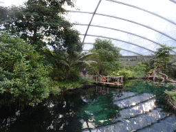 Interior of the Mangrove Hall of Burgers` Zoo