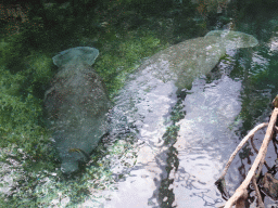 Caribbean Manatees at the Mangrove Hall of Burgers` Zoo