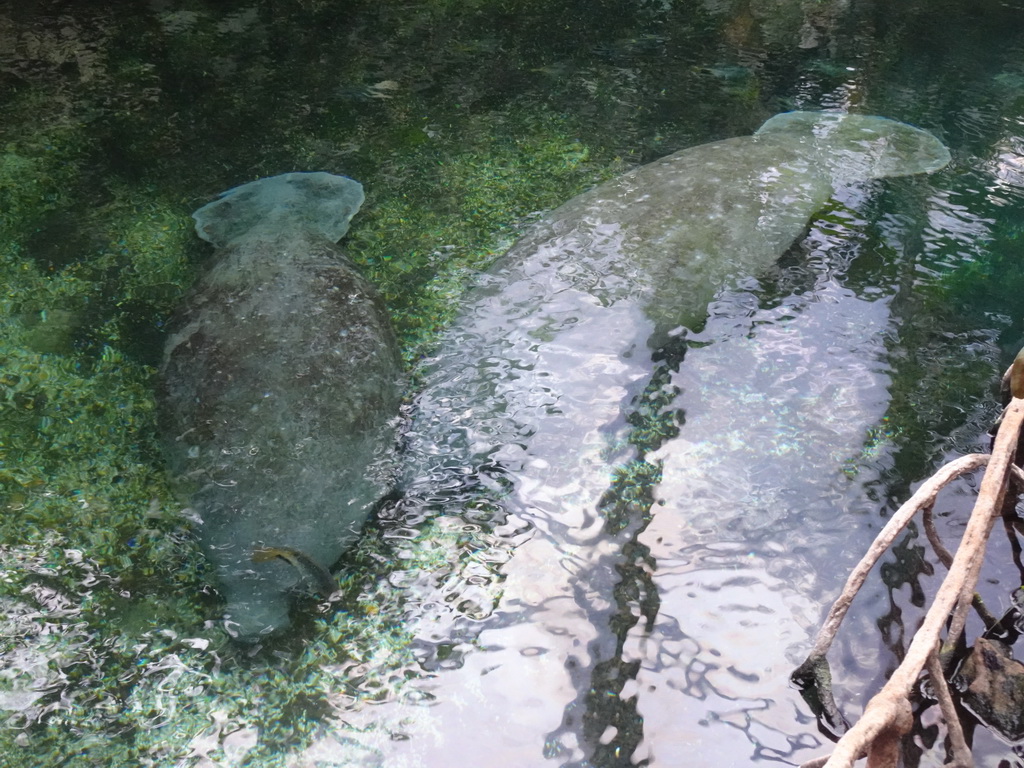 Caribbean Manatees at the Mangrove Hall of Burgers` Zoo