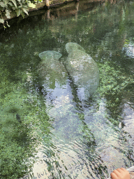 Caribbean Manatees at the Mangrove Hall of Burgers` Zoo