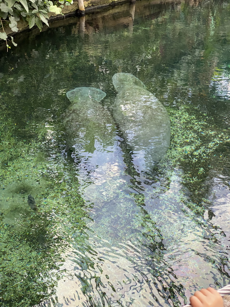 Caribbean Manatees at the Mangrove Hall of Burgers` Zoo