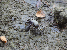 Fiddler Crab at the Mangrove Hall of Burgers` Zoo