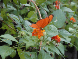 Butterfly at the Mangrove Hall of Burgers` Zoo