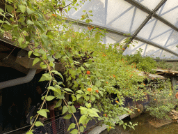 Plants with Butterflies at the Mangrove Hall of Burgers` Zoo