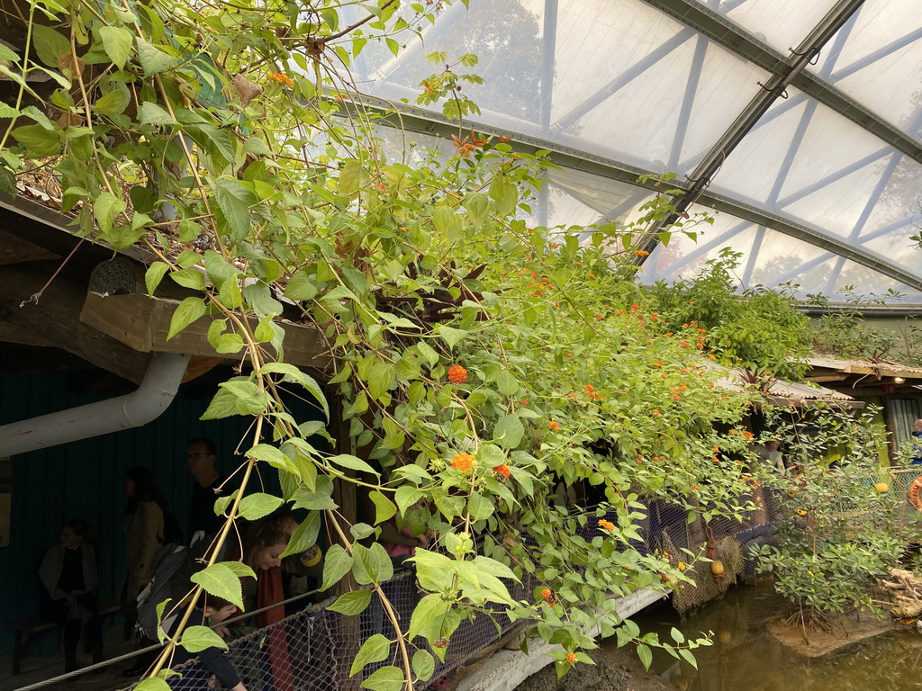 Plants with Butterflies at the Mangrove Hall of Burgers` Zoo