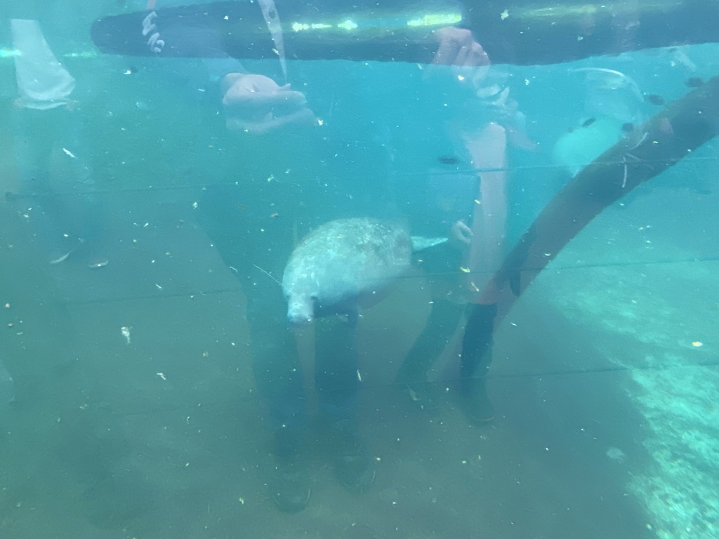 Caribbean Manatee at the Mangrove Hall of Burgers` Zoo