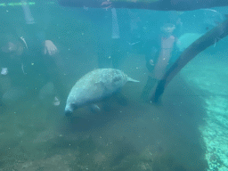 Caribbean Manatee at the Mangrove Hall of Burgers` Zoo