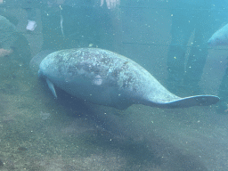 Caribbean Manatees at the Mangrove Hall of Burgers` Zoo