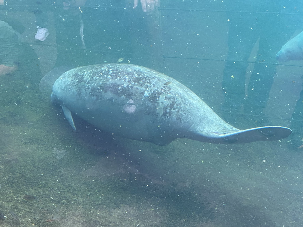 Caribbean Manatees at the Mangrove Hall of Burgers` Zoo