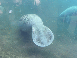 Caribbean Manatees at the Mangrove Hall of Burgers` Zoo