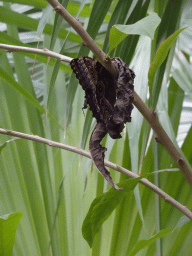 Morpho peleides butterfly at the Mangrove Hall of Burgers` Zoo