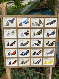 Explanation on the Butterfly species at the Mangrove Hall of Burgers` Zoo