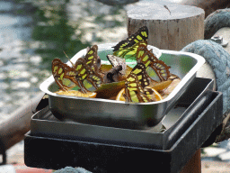 King Swallowtails at the Mangrove Hall of Burgers` Zoo