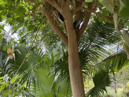 Butterflies at the Mangrove Hall of Burgers` Zoo