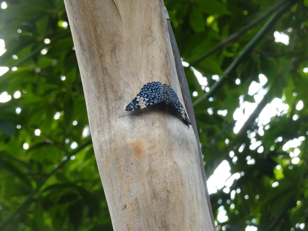 Butterfly at the Mangrove Hall of Burgers` Zoo