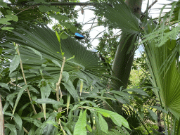 Morpho peleides butterfly at the Mangrove Hall of Burgers` Zoo