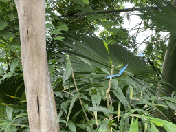 Morpho peleides butterfly at the Mangrove Hall of Burgers` Zoo