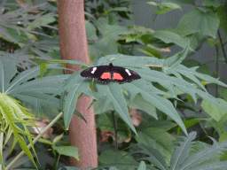 Doris Longwing Butterfly at the Mangrove Hall of Burgers` Zoo