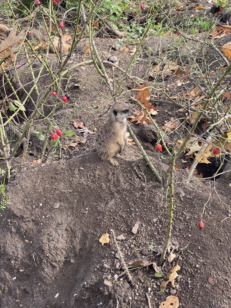 Meerkat at the Park Area of Burgers` Zoo