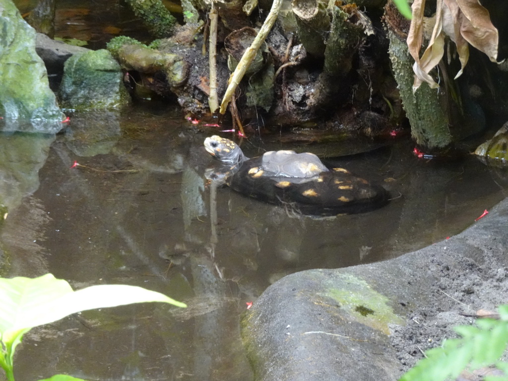 Red-footed Tortoise at the Bush Hall of Burgers` Zoo