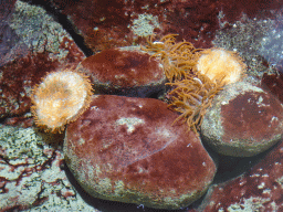 Coral and sea anemones at the Ocean Hall of Burgers` Zoo