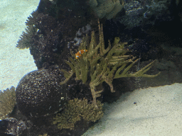 Coral and Peacock Clownfish at the Ocean Hall of Burgers` Zoo