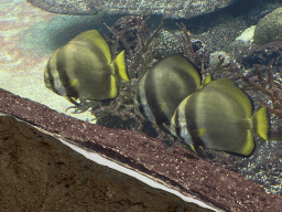 Orbicular Batfishes at the Ocean Hall of Burgers` Zoo