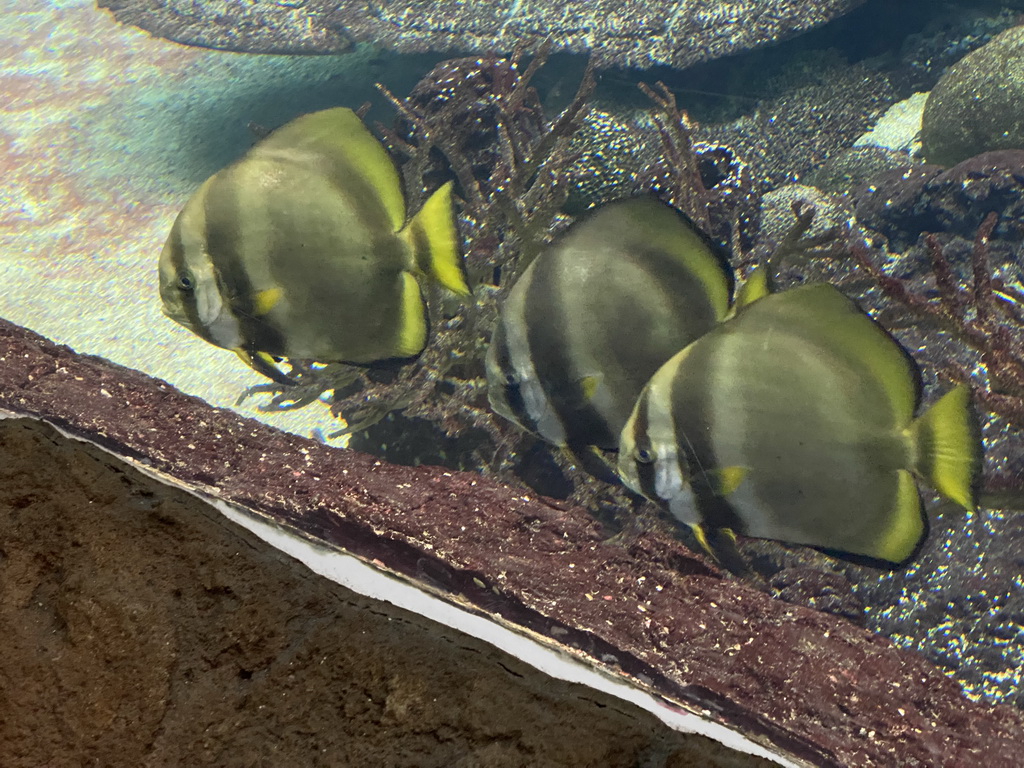 Orbicular Batfishes at the Ocean Hall of Burgers` Zoo
