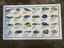 Explanation on fish species at the Ocean Hall of Burgers` Zoo