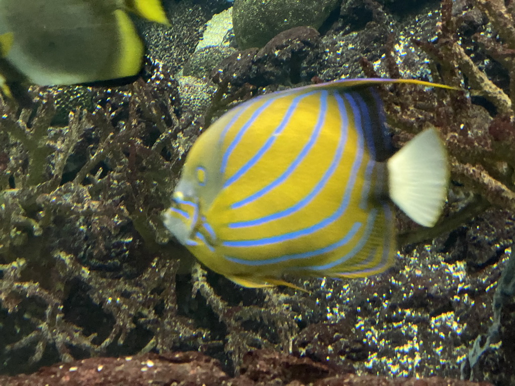 Bluering Angelfish and Orbicular Batfish at the Ocean Hall of Burgers` Zoo