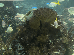 Fishes and coral at the Ocean Hall of Burgers` Zoo