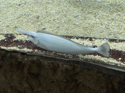 Spotted Unicornfish at the Ocean Hall of Burgers` Zoo
