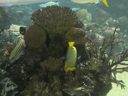 Fishes and coral at the Ocean Hall of Burgers` Zoo