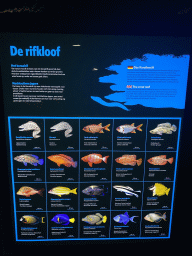 Information on the fish species at the Coral Reef area of the Ocean Hall of Burgers` Zoo