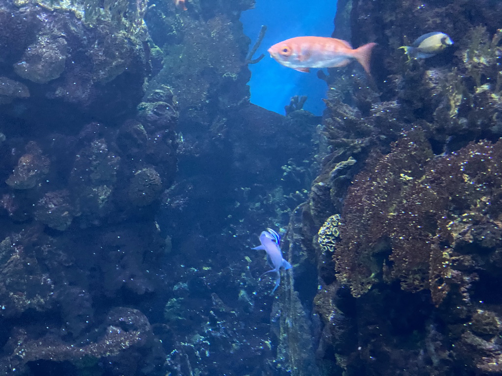 Fishes and coral at the Coral Reef area of the Ocean Hall of Burgers` Zoo