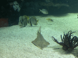 Blackchin Guitarfish, Orbicular Batfishes and other fish at the Ocean Hall of Burgers` Zoo