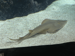 Blackchin Guitarfish at the Ocean Hall of Burgers` Zoo