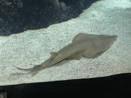 arnhem_5_101 - 342 kb - 1024x768 - Blackchin Guitarfish at the Ocean Hall of Burgers` Zoo Blackchin Guitarfish at the Ocean Hall of Burgers` Zoo