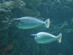Spotted Unicornfishes at the Ocean Hall of Burgers` Zoo