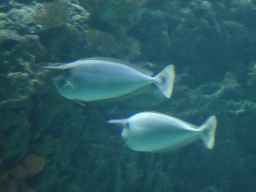 arnhem_5_102 - 267 kb - 1024x768 - Spotted Unicornfishes at the Ocean Hall of Burgers` Zoo Spotted Unicornfishes at the Ocean Hall of Burgers` Zoo