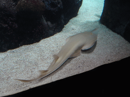 Blackchin Guitarfish at the Ocean Hall of Burgers` Zoo