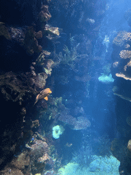 arnhem_5_104 - 305 kb - 768x1024 - Fishes and coral at the Coral Reef area of the Ocean Hall of Burgers` Zoo Fishes and coral at the Coral Reef area of the Ocean Hall of Burgers` Zoo