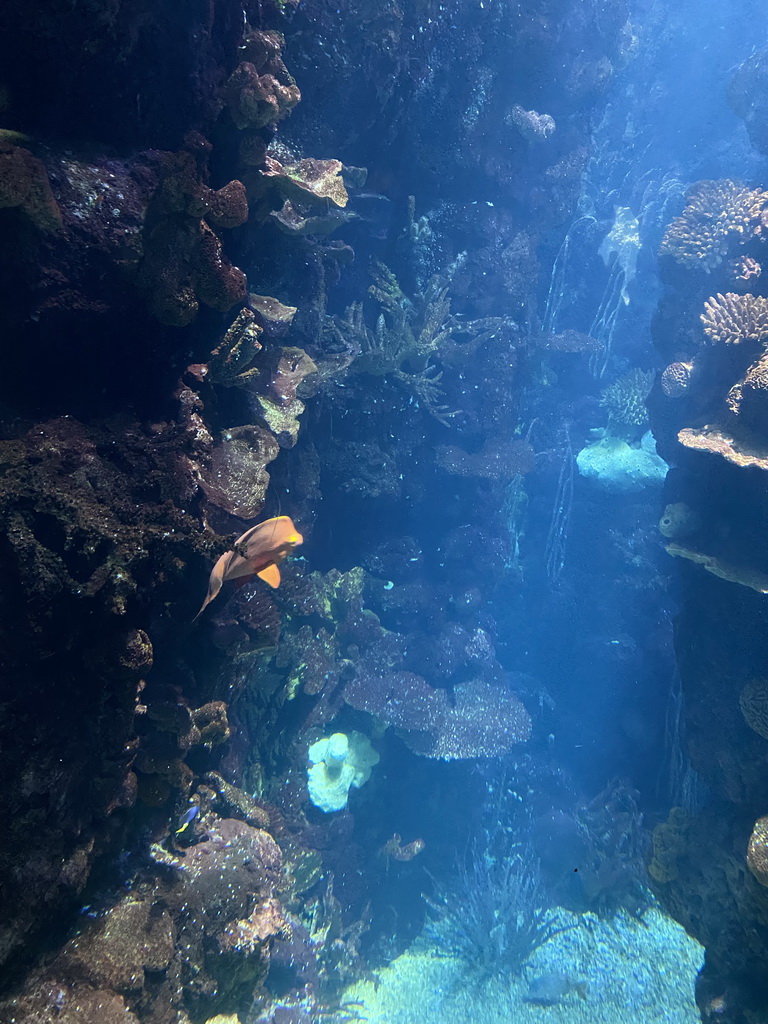 Fishes and coral at the Coral Reef area of the Ocean Hall of Burgers` Zoo